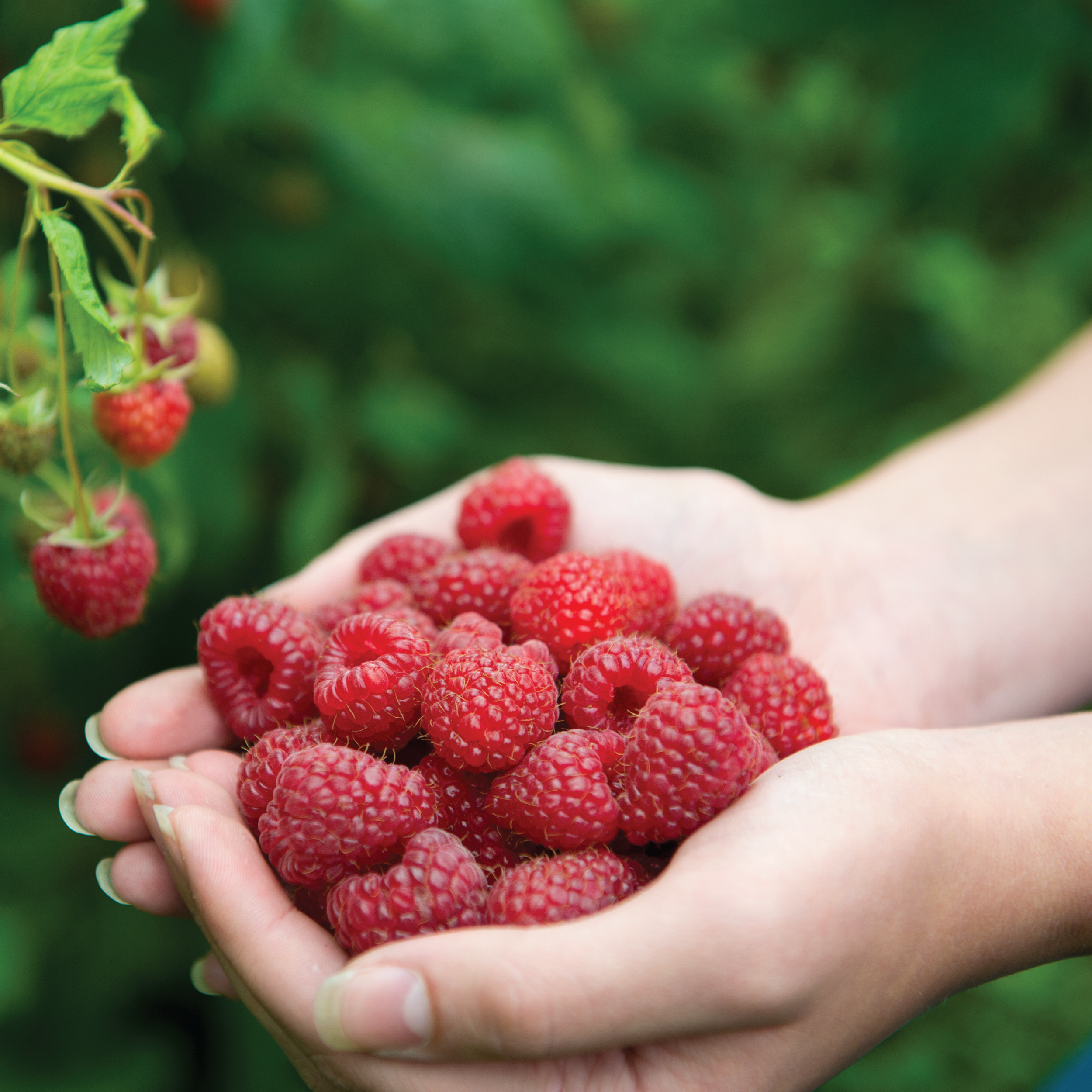 Raspberry-22 Raspberry-22