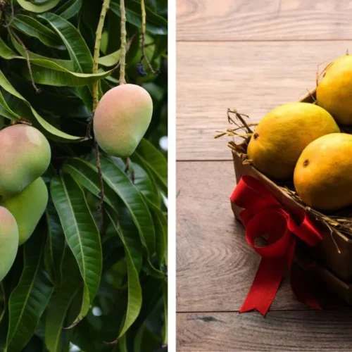 Order Organic Mangoes From Farms Across India Using 8 Online Platforms